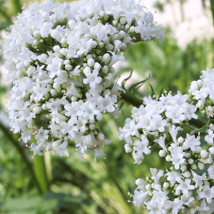 Valerian 1000 gram (Valeriana officinalis)